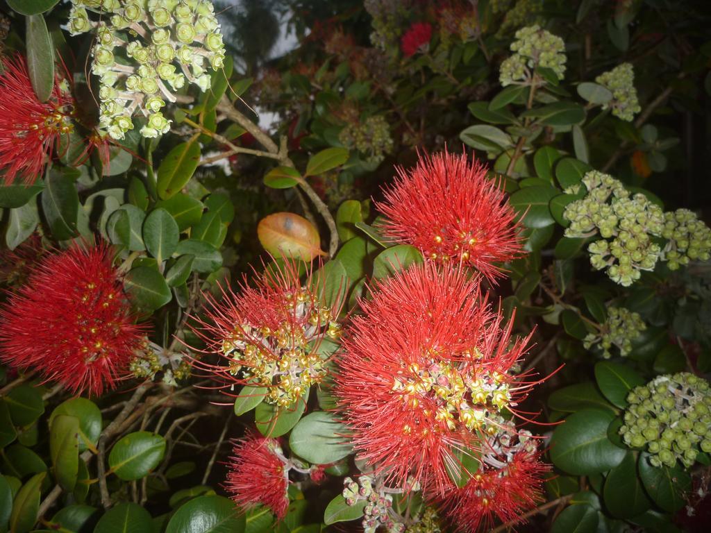 Pohutukawa Coast Bnb Te Puru Exterior foto