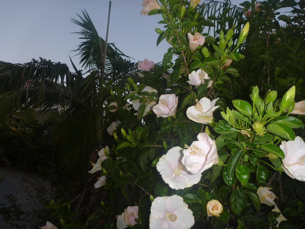 Pohutukawa Coast Bnb Te Puru Exterior foto